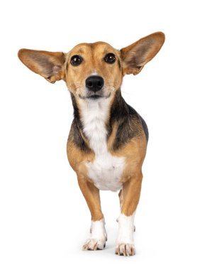 Non breed dog on white background