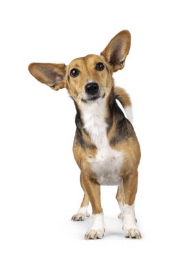 Non breed dog on white background