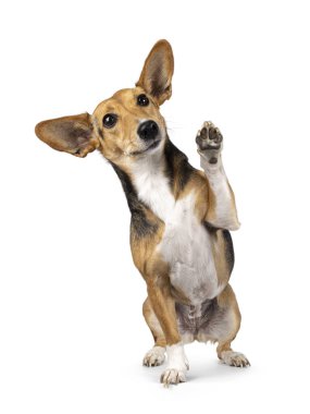 Non breed dog on white background