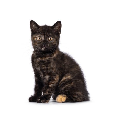 Curious little tortie British Shorthair cat kitten, sitting side ways. Looking towards camera with big round eyes. Isolated on a white background.