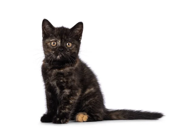 Curious Little Tortie British Shorthair Cat Kitten Sitting Side Ways — Zdjęcie stockowe