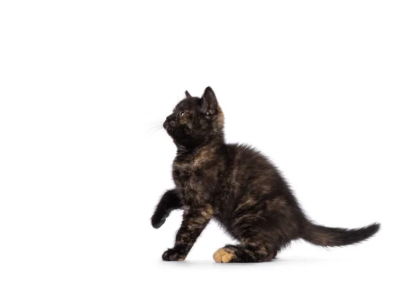 Curious Little Tortie British Shorthair Cat Kitten Standing Playing Side — Fotografia de Stock