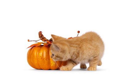 Adorable red British Shorthair cat kitten, walking around orange fake pumpkin. Looking towards camera. Isolated on a white background.