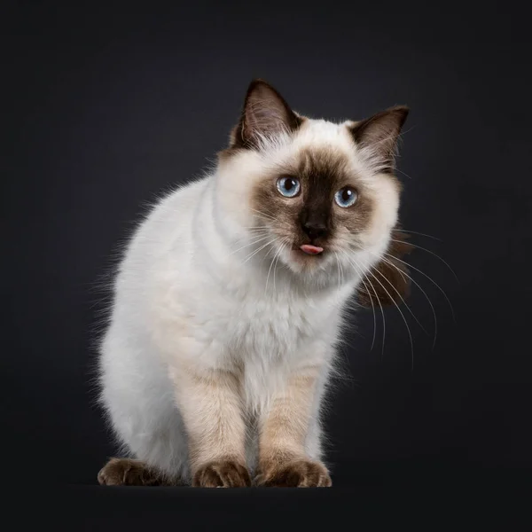 Fluffy Young Seal Point Ragdoll Cat Sitting Side Ways Looking — Stockfoto