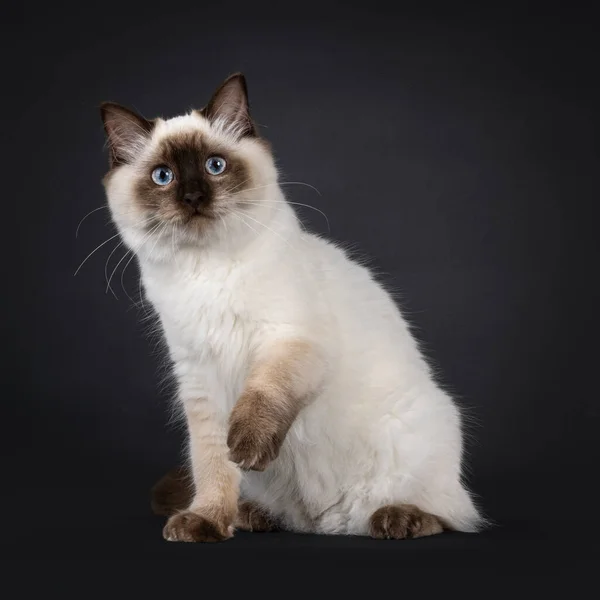 Fluffy Young Seal Point Ragdoll Cat Sitting Facing Front One — ストック写真