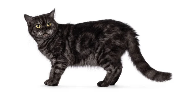 Černý Kouř Britská Krátkosrstá Kočka Stojící Bokem Znechuceně Ohlížím Izolováno — Stock fotografie