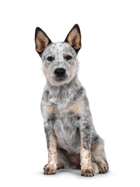 Tatlı sığır köpek yavrusu, yüzü önde oturuyor. Kameraya doğru tatlı görünüyor. Beyaz arka planda izole edilmiş. Ağız kapalı.