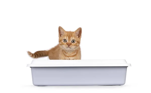 かわいい赤い英国の短毛猫子猫は 灰色のオープンリターボックスに立っています カメラの方をまっすぐ見る 白い背景に隔離された — ストック写真