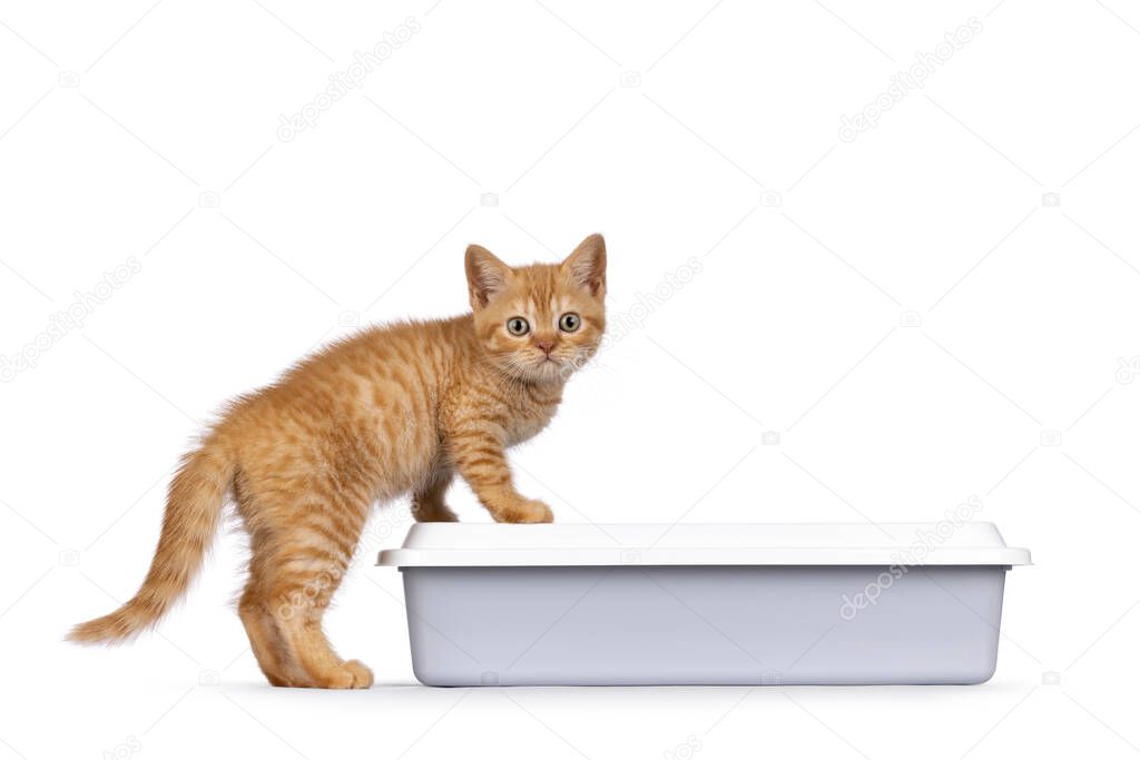 Cute red British Shorthair cat kitten, stepping in grey open litterbox. Looking straight towards camera. Isolated on a white background.