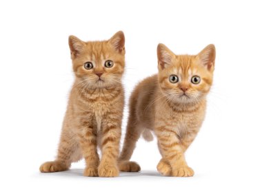2 Kızıl İngiliz Shorthair kedi yavrusu, Camara 'nın karşısında yan yana duruyorlar. İkisi de doğrudan kameraya bakıyor. Beyaz bir arkaplanda izole edilmiş.