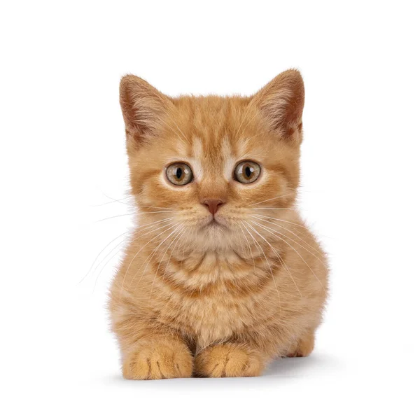 Red British Shorthair Cat Kitten Laying Facing Front Looking Straight — Stock Photo, Image