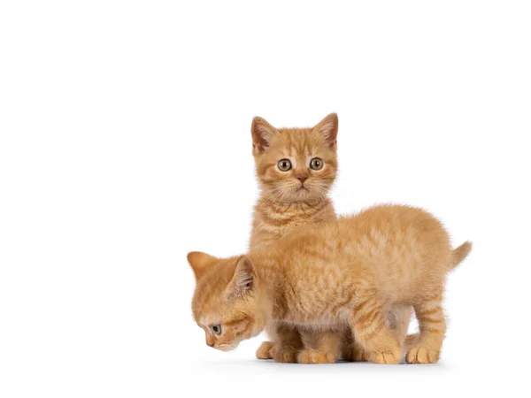 Red British Shorthair Gatitos Gato Jugando Juntos Ambos Mirando Lejos —  Fotos de Stock
