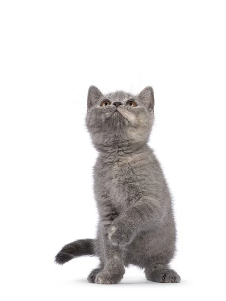Cute Blue Cream British Shorthair Cat Kitten Sitting Facing Front — Stock Photo, Image