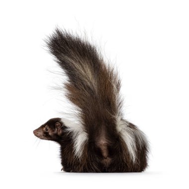Back side of classic brown with white striped young skunk aka Mephitis mephitis, laying down flat showing butt. Looking away from camera with tail high up ready to spray. Isolated on a white background.