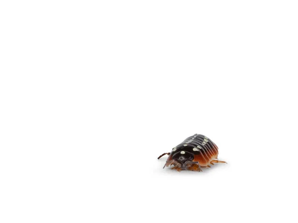 Přední Pohled Armadillidium Klugii Černá Hora Aka Klaun Isopod Pohybující — Stock fotografie