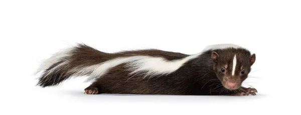 Söt Klassisk Brun Med Vit Randig Ung Skunk Aka Mephitis — Stockfoto