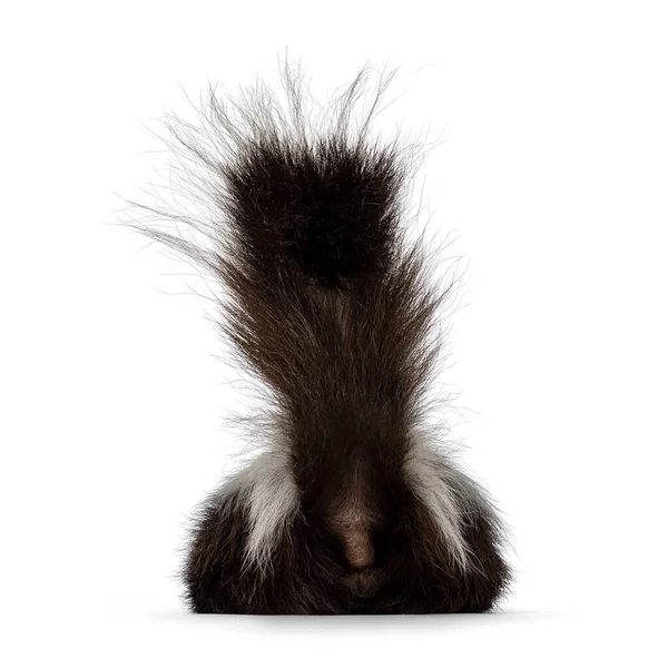 Back Side Classic Brown White Striped Young Skunk Aka Mephitis — стоковое фото
