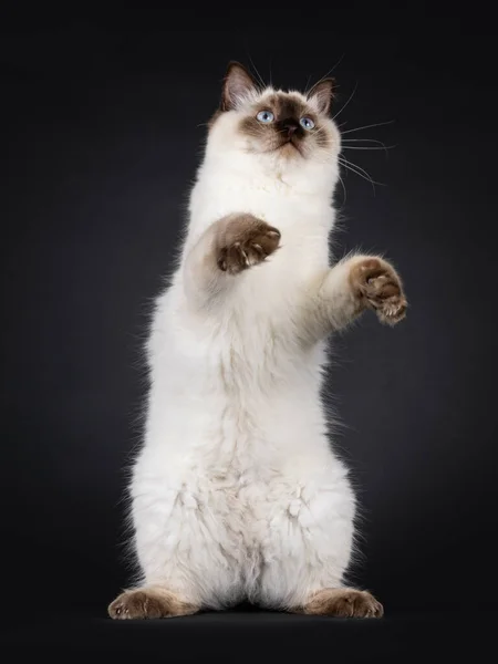 Fluffy Young Seal Point Ragdoll Cat Standing Hind Paws Showing — Stock Photo, Image