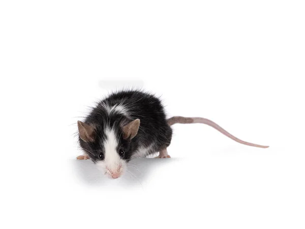 Adorable Black White Mouse Standingfacing Front Edge Looking Camera Isolated — Stock Photo, Image