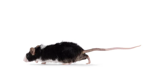 Αξιολάτρευτο Μαύρο Λευκό Ποντίκι Τρέχει Πλευρά Τρόπους Κοιτάζοντας Ευθεία Μπροστά — Φωτογραφία Αρχείου