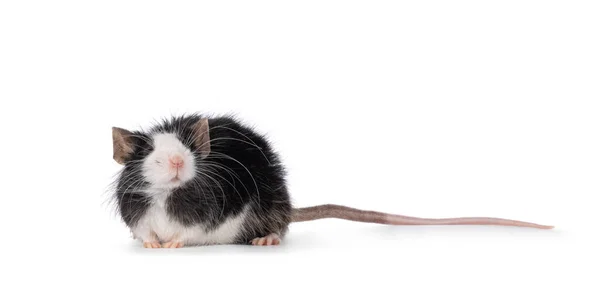 Adorable Black White Mouse Standing Side Ways Looking Eyes Closed — Stock Photo, Image