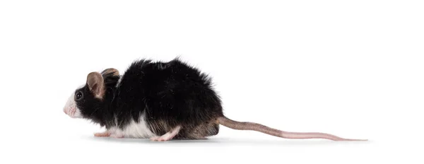 Rozkošná Černá Bílou Myší Stojící Stranou Dívám Přímo Před Kameru — Stock fotografie
