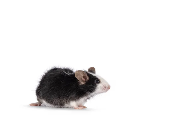 Rozkošná Černá Bílou Myší Stojící Stranou Dívám Stranou Kamery Izolováno — Stock fotografie
