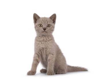 Tatlı leylak biti Shorthair kedi yavrusu, yan yana oturuyor. Kameraya doğru bakıyorum. beyaz arkaplanda izole edilmiş.