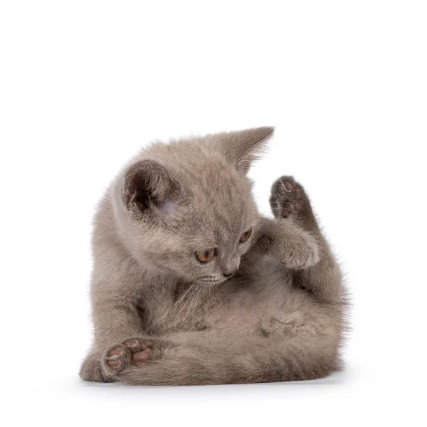 Sweet Lilac Bitish Shorthair Cat Kitten Sitting Washing Butt Isolated — Stock Photo, Image