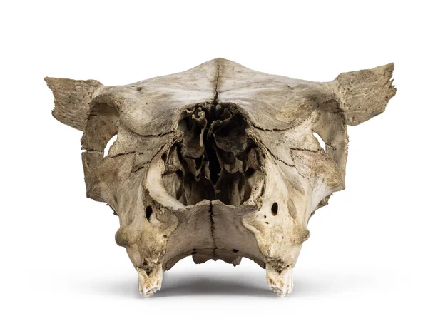 İletişim kafatasının ön görüntüsü. Beyaz bir arkaplanda izole edilmiş.