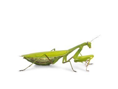 Yeşil Avrupa Peygamberdevesi, yan yana duruyor. Kameradan uzağa bakıyor. Beyaz arkaplanda izole.