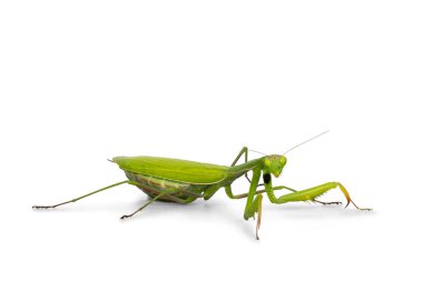 Yeşil Avrupa Peygamberdevesi, yan yana duruyor. Kameraya doğru bakıyorum. Beyaz arkaplanda izole.