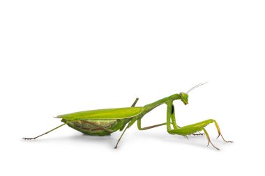 Yeşil Avrupa Peygamberdevesi, yan yana duruyor. Kameradan uzağa bakıyor. Beyaz arkaplanda izole.