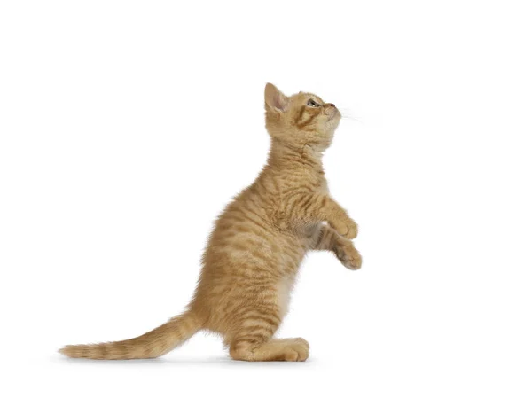 Adorable Ginger British Shorthair Cat Kitten Standing Side Ways Hind — Stock Photo, Image