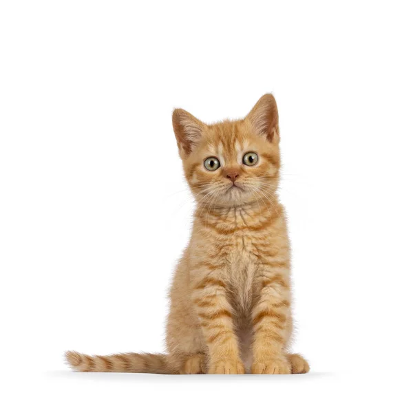 Adorável Gengibre Britânico Gatinho Gato Shorthair Sentado Frente Para Cima — Fotografia de Stock