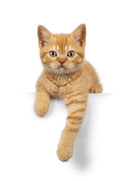 Adorable Jengibre British Shorthair Gato Gatito Acostado Borde Con Las — Foto de Stock