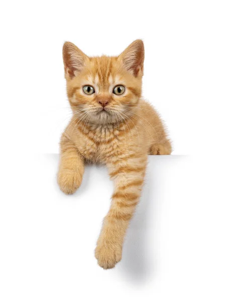 Gatinho Gato Gengibre Britânico Adorável Shorthair Deitado Borda Com Patas — Fotografia de Stock