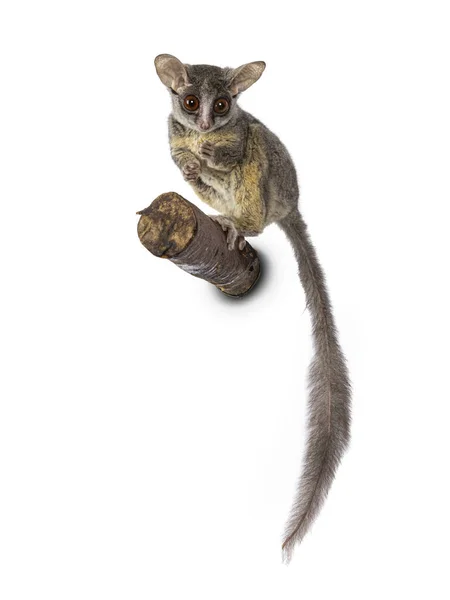 Adorável Sul Africano Bushbaby Aka Galago Moholi Nagapie Filial Cauda — Fotografia de Stock