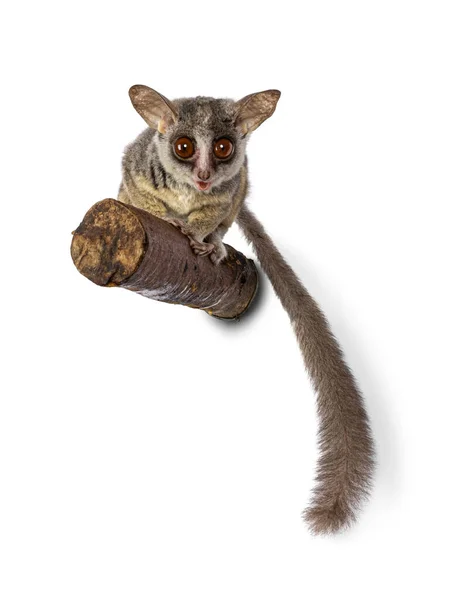 Adorable Bushbaby Sudafricano Alias Galago Moholi Nagapie Sentado Rama Cola —  Fotos de Stock