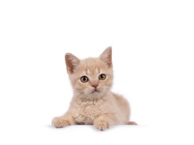 Tatlı kremalı İngiliz Shorthair kedi yavrusu, kenarlarda yatıyor. Kameraya doğru bakıyorum. Beyaz bir arkaplanda izole edilmiş.