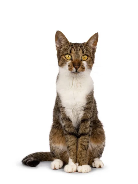 Jolie Tabby Marron Avec Chat Blanc Assise Face Avant Regardant — Photo