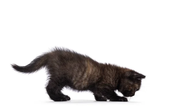 Çok Küçük Meraklı Ngiliz Shorthair Kedi Yavrusu Yan Yollarda Yürüyor — Stok fotoğraf