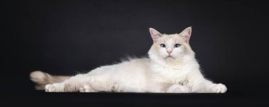 Güzel mavi tortie Ragdoll kedi, yan yatıyordu. Mavi gözlü kameraya doğru bakıyor. Siyah bir arkaplanda izole edilmiş.