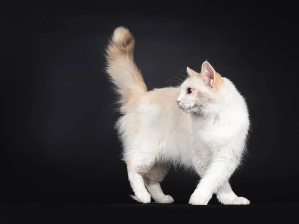 Pretty Young Blue Tortie Ragdoll Cat Walking Turning Side Ways — Stock Photo, Image