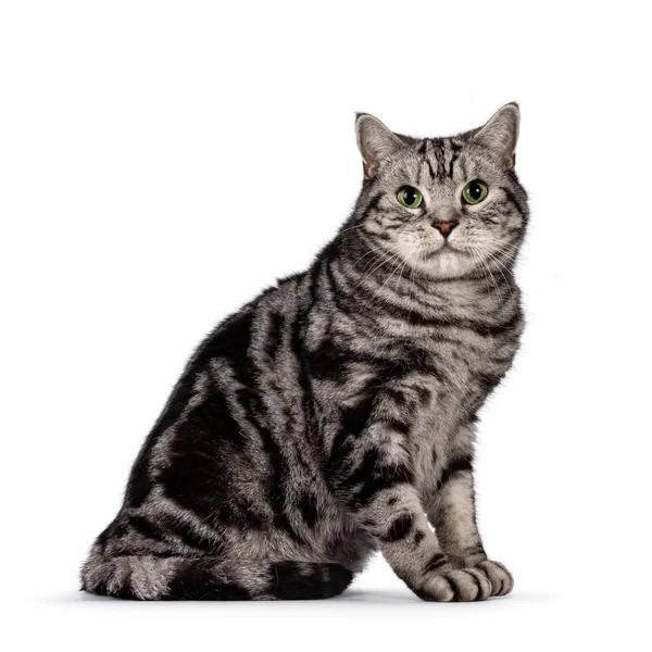 Красивая Взрослая Британская Короткошерстная Кошка Сидящая Сторонке Глядя Камеру Завораживающими — стоковое фото