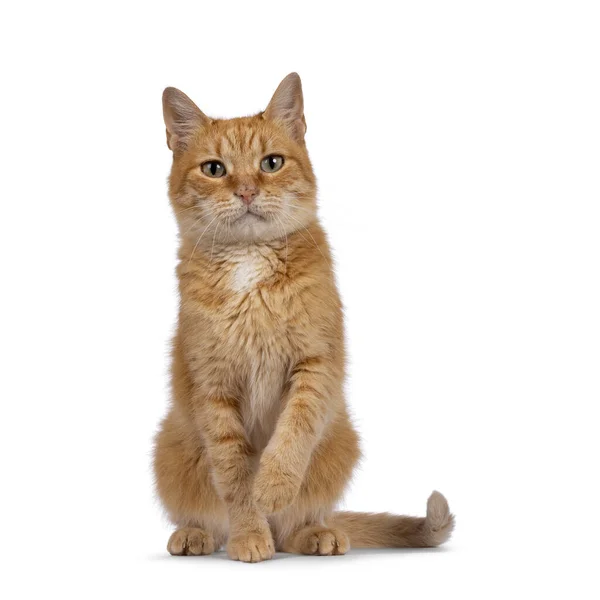 Dorosły Słodki Czerwony Kot Domowy Siedzący Twarzą Przodu Jedną Łapą — Zdjęcie stockowe