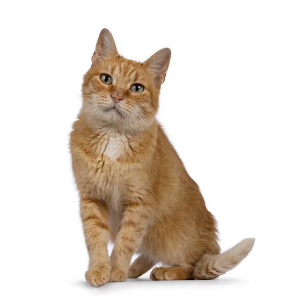 Dorosły Słodki Czerwony Kot Domowy Stojący Przodem Krawędzi Patrząc Kierunku — Zdjęcie stockowe
