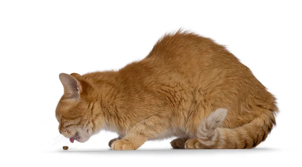 Дорослий Кіт Червоного Будинку Відкладаючи Бічні Способи Їжі Сухою Їжею — стокове фото