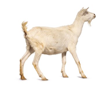 Beyaz keçi yan yana yürüyor. Profil göstermekten kaçınıyor. beyaz arkaplanda izole edilmiş.