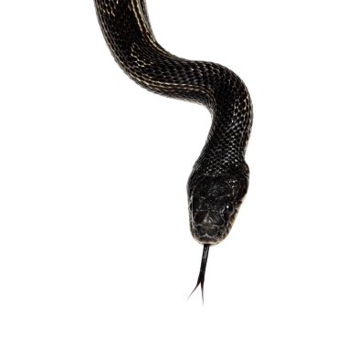 Siyah bir fare yılanının, nam-ı diğer Pantherophis 'in eski kafasının fotoğrafı. Dilini çıkar. Beyaz bir arkaplanda izole edilmiş.